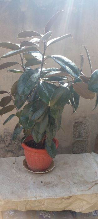 Fikus gul. Фикус комнатные растения.  .