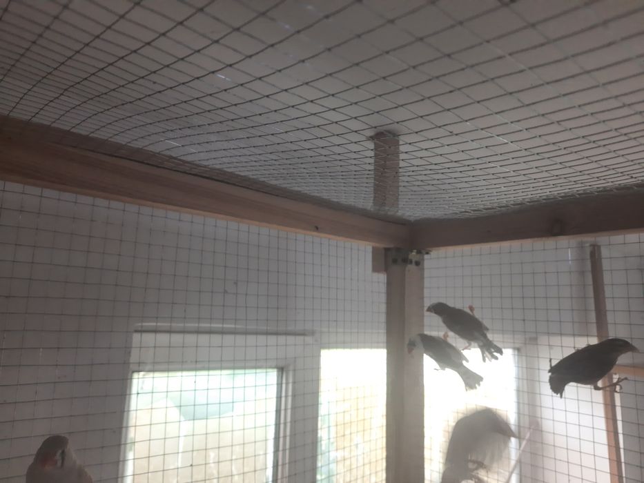 Экзотические птички