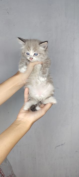 Отдаем котят в добрый руки