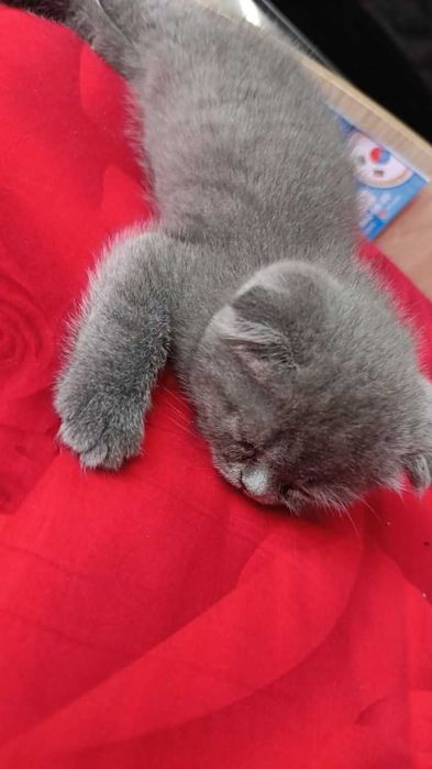 Продаются породистый котик от правильной вязки