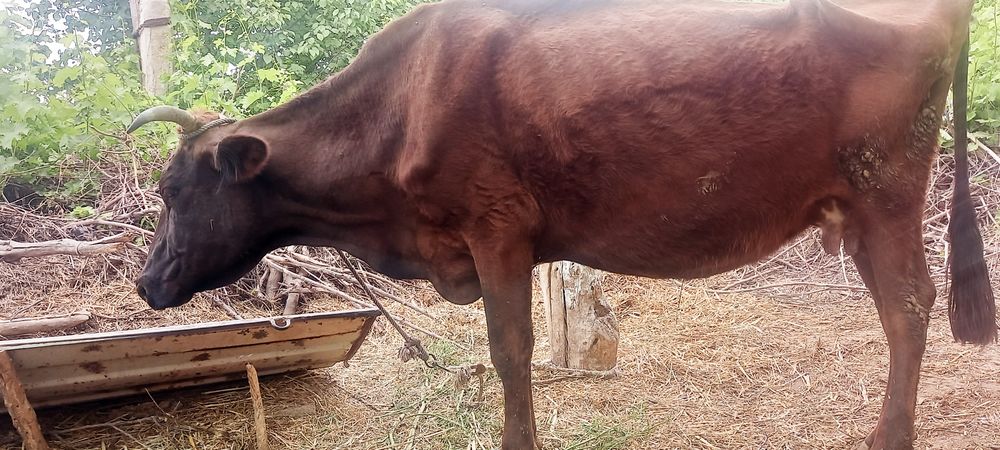 Arzon mol sotiladi
