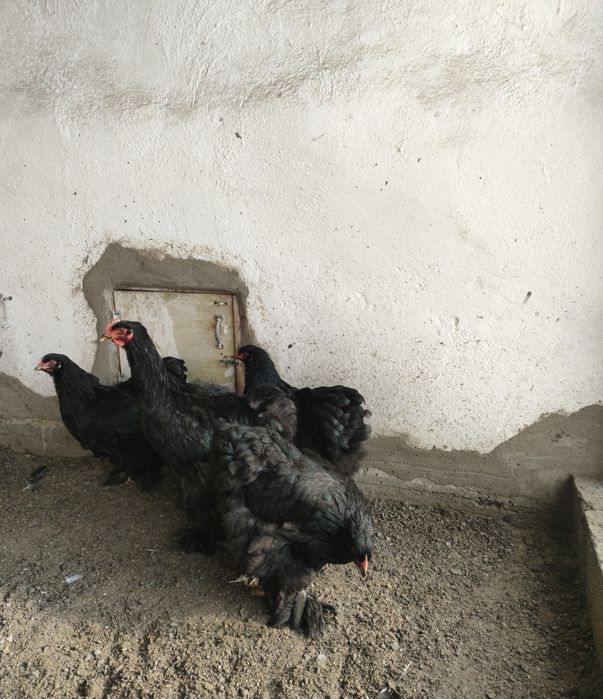 Продам Кохинхины Брамы.