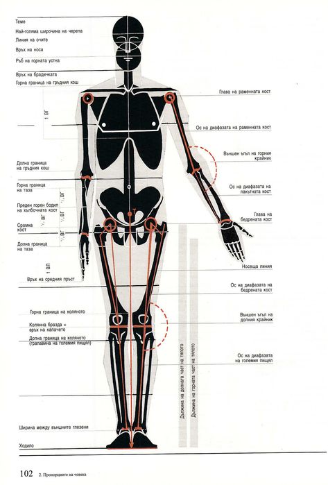 Годфрид Бамес - Човешкото тяло - учебник по пластична анатомия