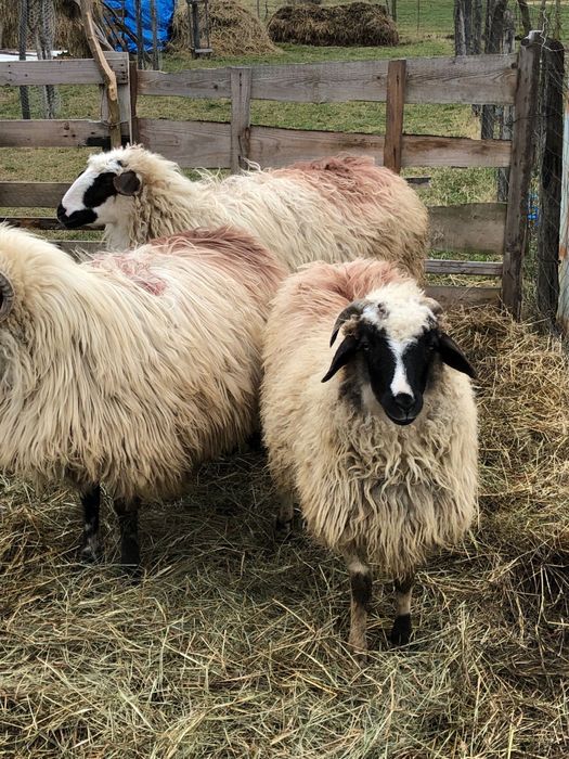 Vand mieluta brează