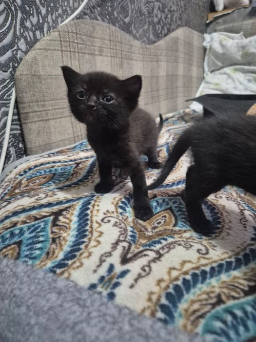 Отдаю бесплатно котят