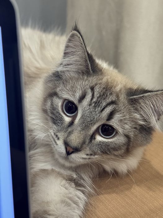 Отдам кота в добрые руки!