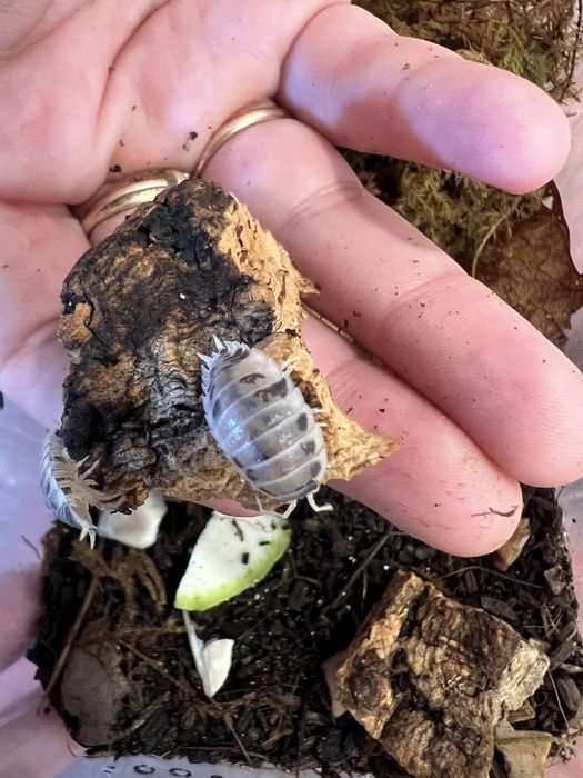 мокрицы Porcellionides pruinosus