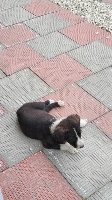 Щенята от черного лабрадора