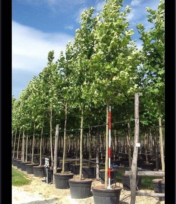 Platan englezesc, glob