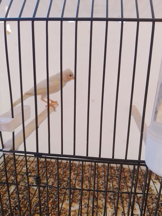 Oq nar sayroda sayrogi oddiy