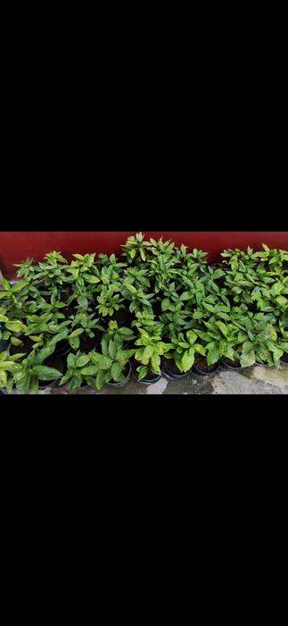 В наличии есть Аукуба (золотое дерево)