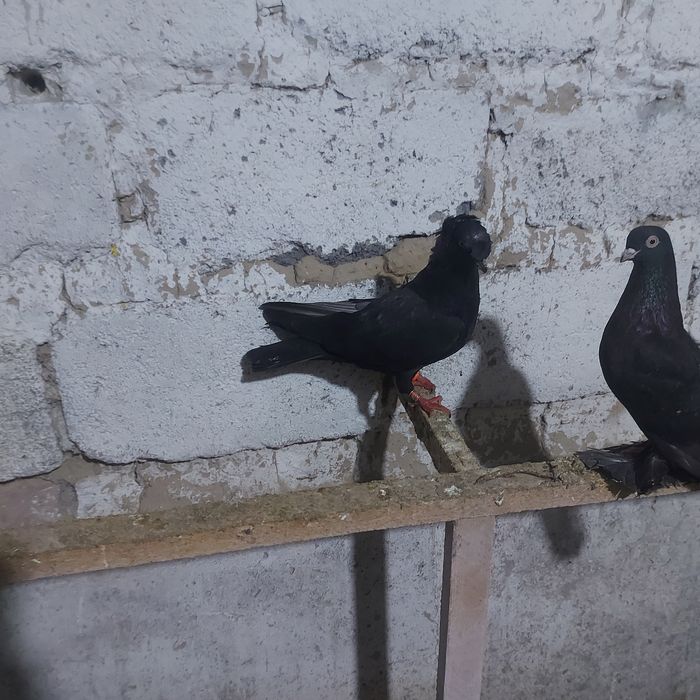 Жук двух чуби самец лет с игрой