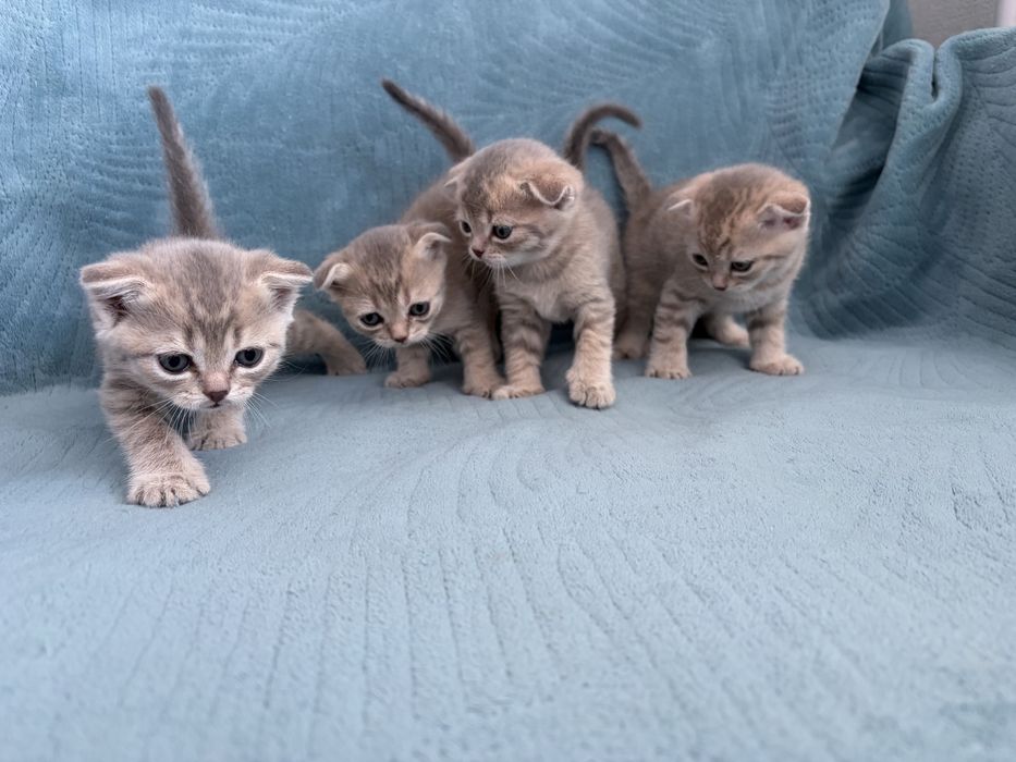 Шотланские котята