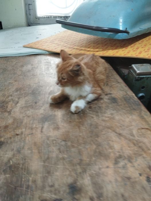 Mushuk sotiladi uy mushugi