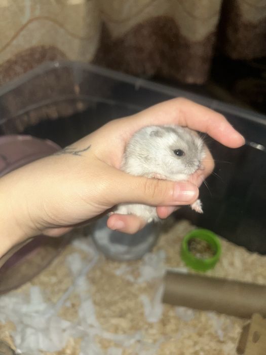 хомяк 3 месяца со всем необходимым.