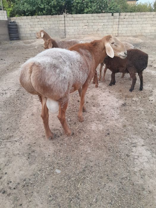 Чебоксары және Новочебоксарск қалаларындағы қос жынысты серіктестер