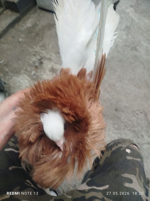Продам голубеи разных