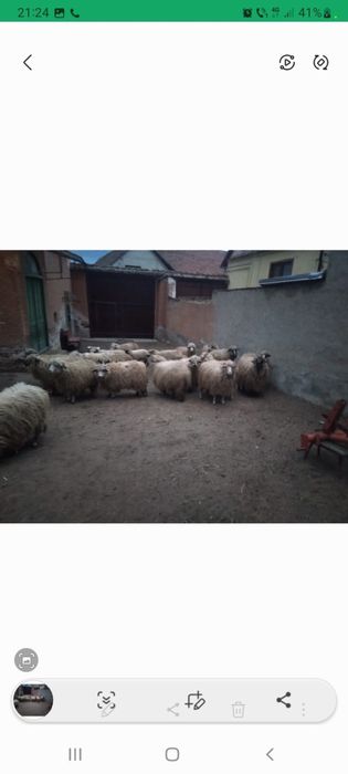 Vând 20 de oi noantine