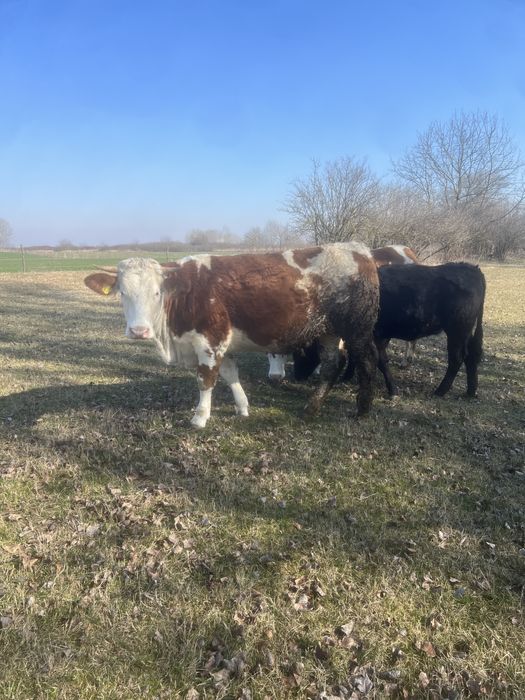 Vand juninci ! 2 juninci Baltata Romaneasca si 1 Angus!