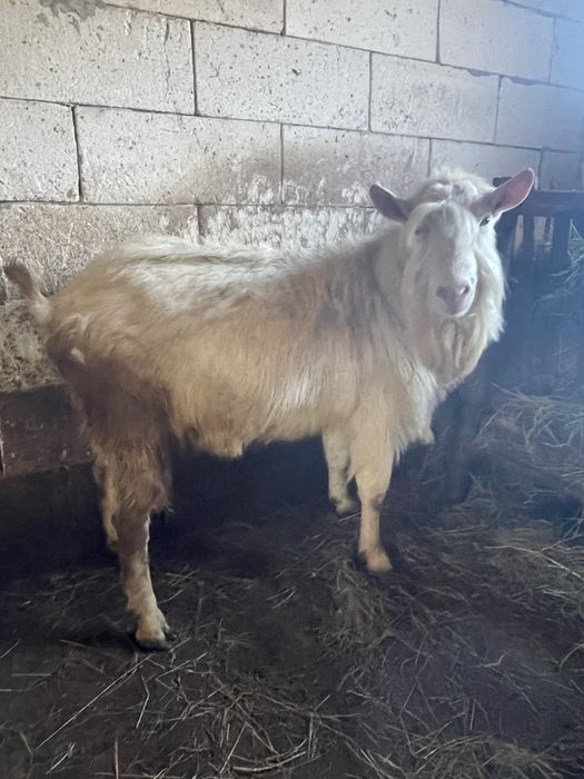 capre, iede si tap Saanen