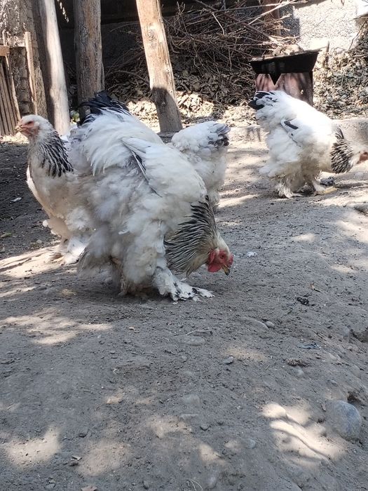 Garantiyasi bor kasaligi yo'q