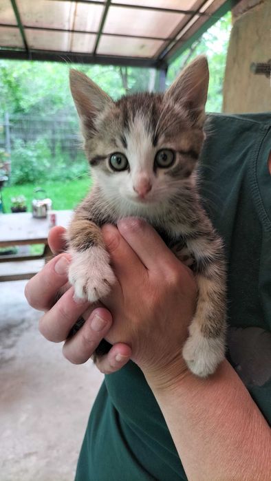 Котята бесплатно