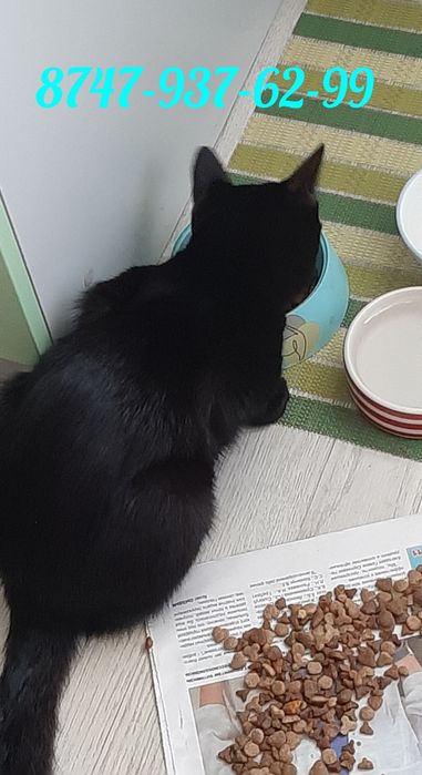Отдам даром котика