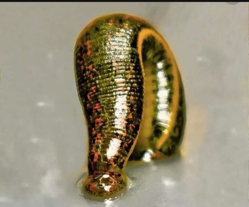 Zuluk пиявки продаётся Пиявки