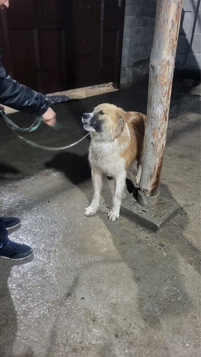 Собака алабайййй