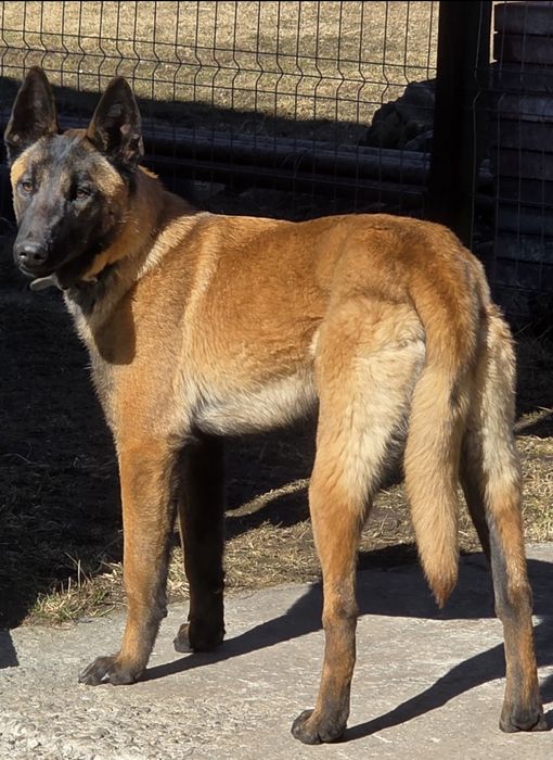 Femelă Ciobănesc Belgian Malinois pedigree Fci