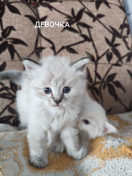 Отдам котят в добрые руки