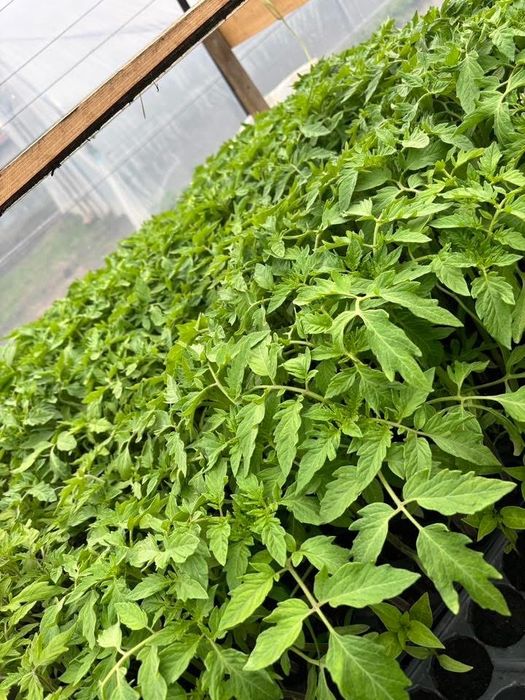 Vand rasad de legume