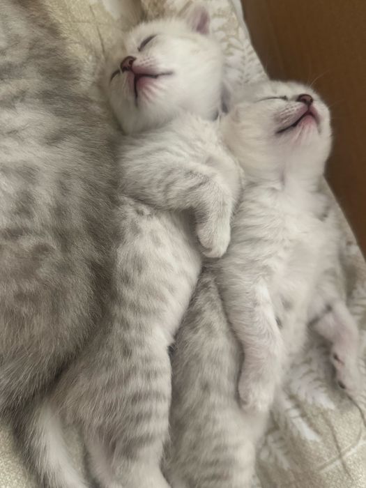 Милые породистые котята