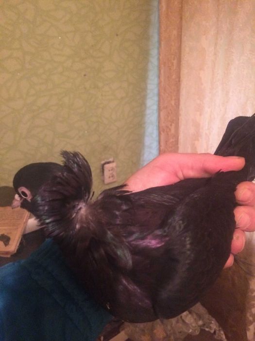 голуби тракия голуби