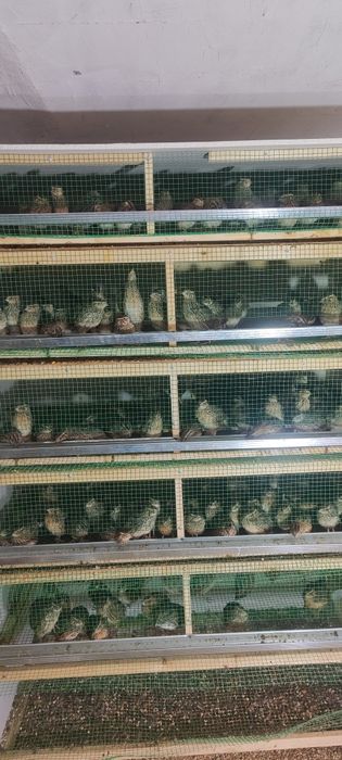 Bedana va bedanan in