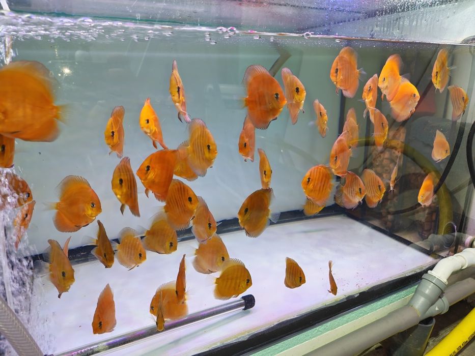 Дискуси-малки риби.