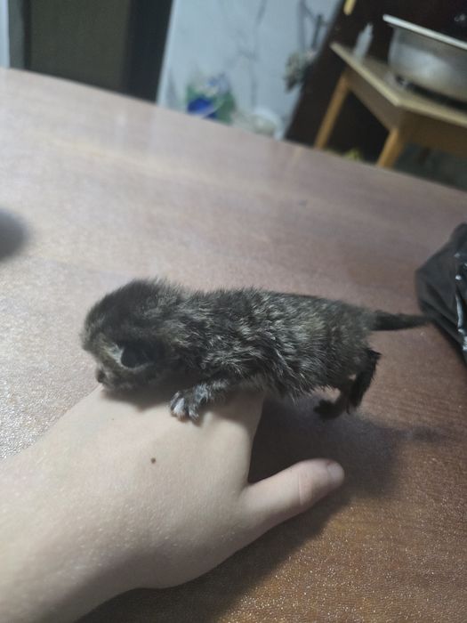 Котенок новорождённый