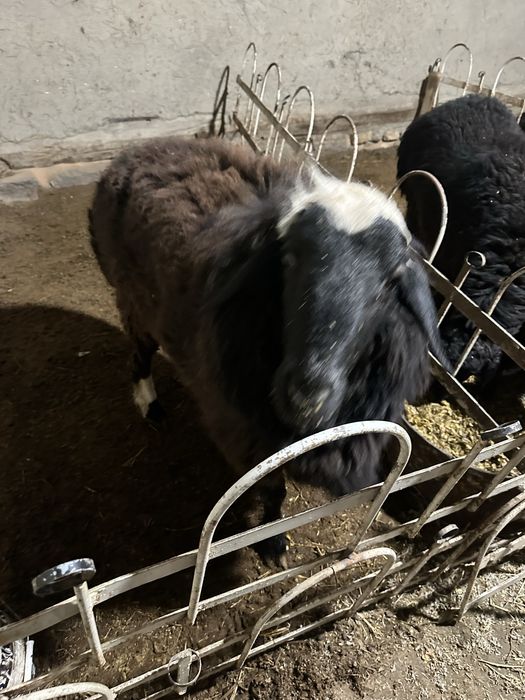 Qo’chqor sotiladi soglom