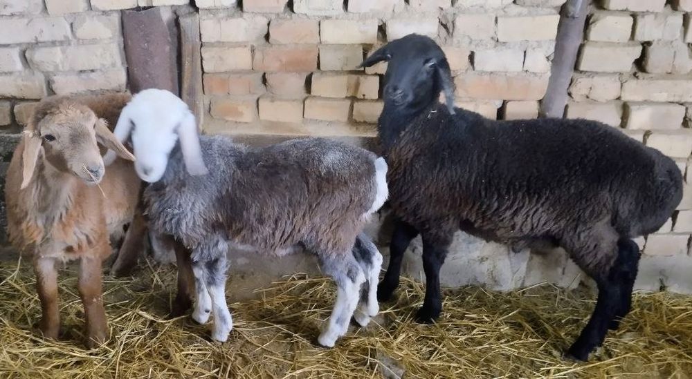 Qo'zichoqlar sotiladi