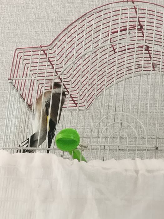 Кокл йили сайрода йири куш