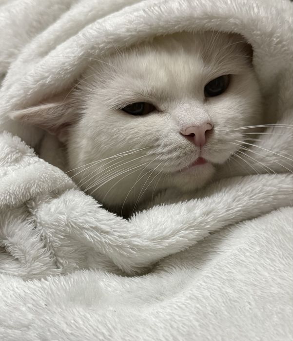 Глухой кот белый