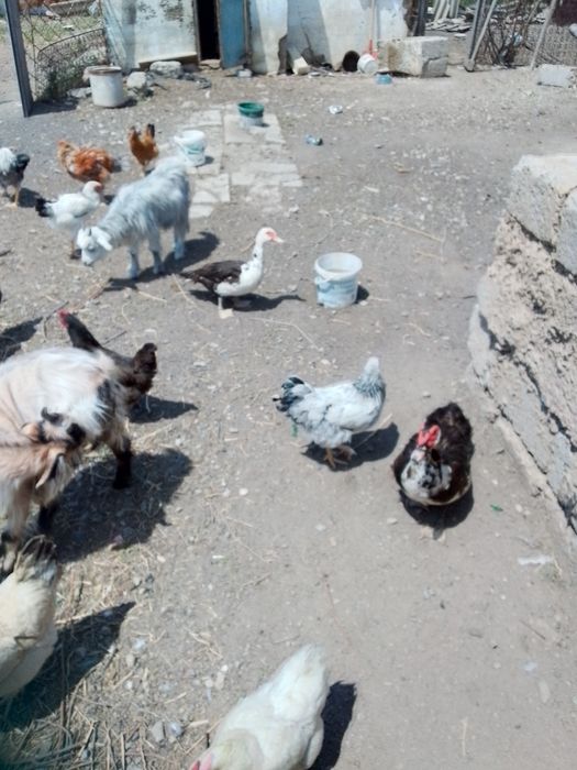 Продаются  Куры Утки .