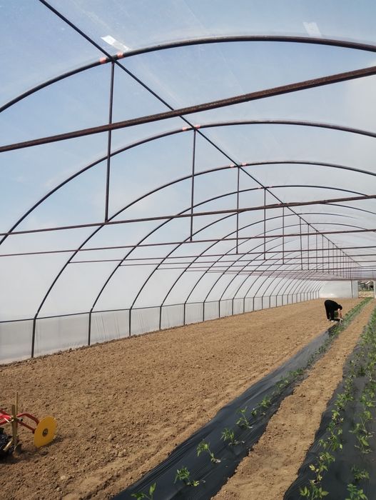 Solariul casei pt legume