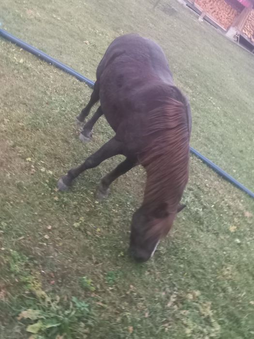 Vând cal, vârsta 10 ani