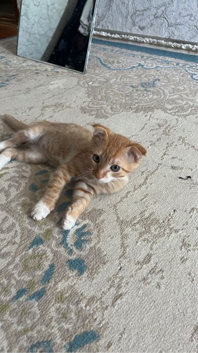 Отдам в хорошие руки