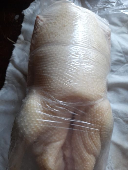 Продам домашних  гусей