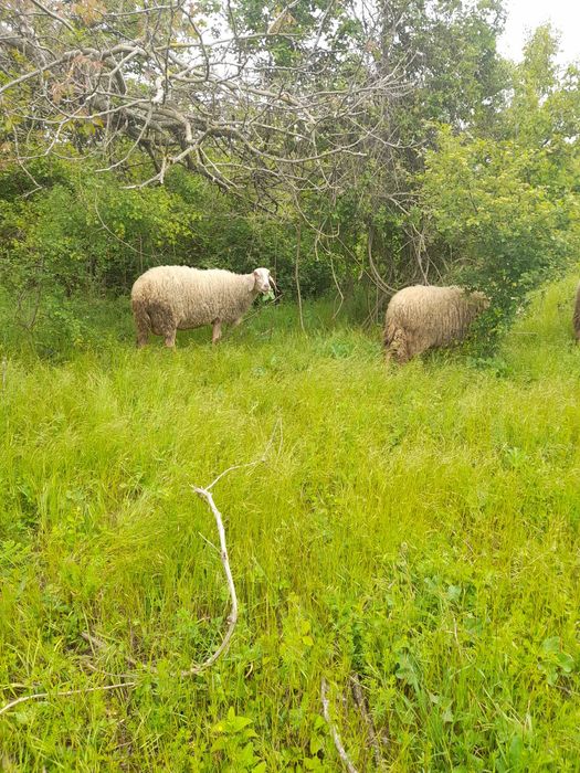 Продавам 11 дойни овце и 1 коч