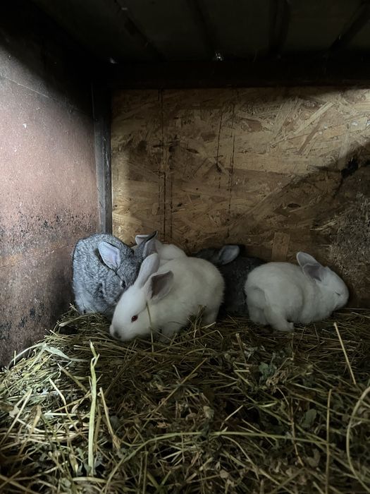 Vand iepuri adulti si pui