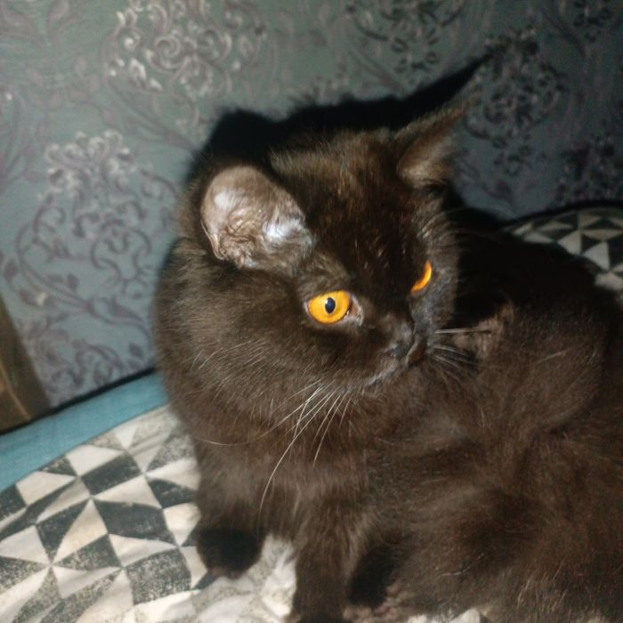 Кошка в добрые руки