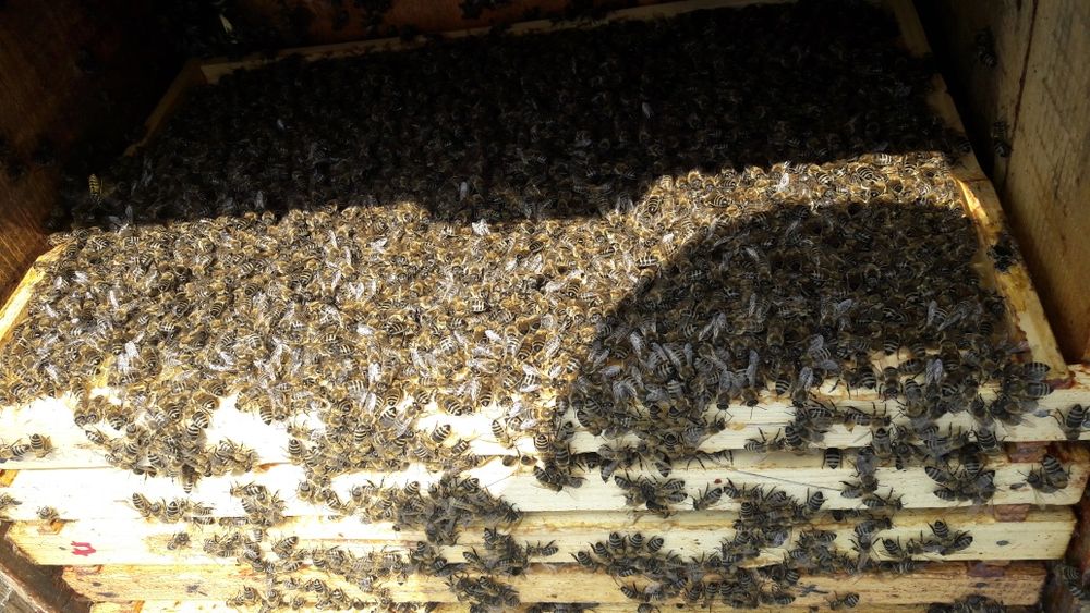 vand FAMILII DE ALBINE ECOlogice rasa carpatina